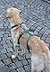 Kerbl Pet Panikgeschirr Miami, petrol, 25 mm, 64-100cm