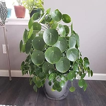 Guruji Plantation Chinese Money Plant Pilea Peperomioides Indoor Plant Live pack of 1 With Black Pot 4 Inch Size