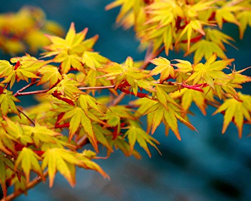 Katsura Japanese Maple 2 - Year Tree #TOP4