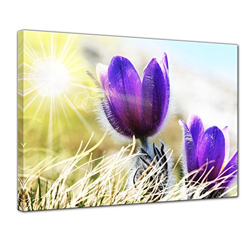 Wandbild - Lila Feldblumen - Bild auf Leinwand - 70x50 cm einteilig - Leinwandbilder - Pflanzen & Blumen - Frühling - Frühblüher - Violette Krokusse im Sonnenlicht