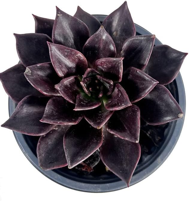 Miniatura 8 de LEAL PLANTS ECUADOR Echeveria Morado oscuro (paquete de 2) Echeveria Suculenta perla púrpura Planta decorativa natural Planta de interior viva
