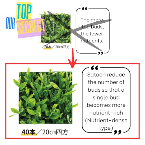 Té Matcha en polvo ceremonial 3 paquetes 50g miniatura 7