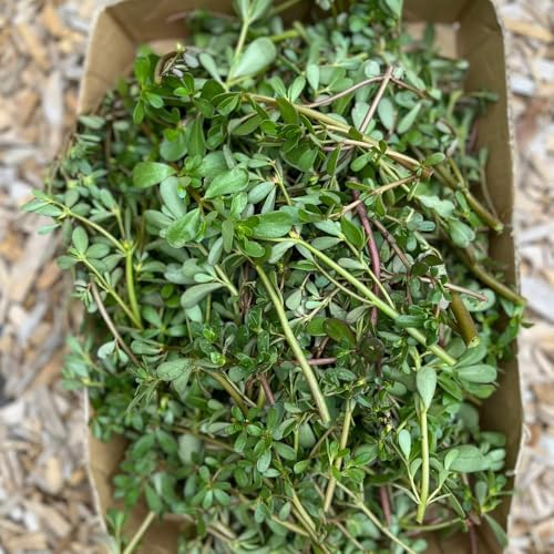 semillas de verdolaga orgánicas jardín verdolaga invierno, aromáticas resistentes cobertura 1200pcs