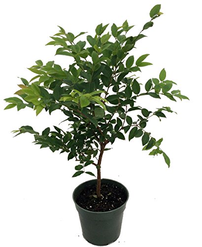 Jabuticaba Tree - 4' Pot - House Plant, Outdoors or Bonsai