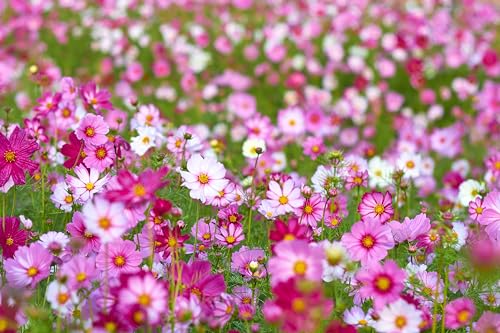 Image of Hybrid Cosmos Flower Seeds All Colours for Home Gardening(Set of 50 Seed)