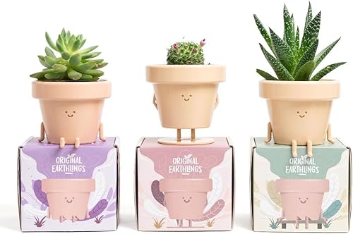 Juego de 3 bonitas macetas de interior para suculentas, de plástico, únicas para los amantes de las plantas (plantas no incluidas)