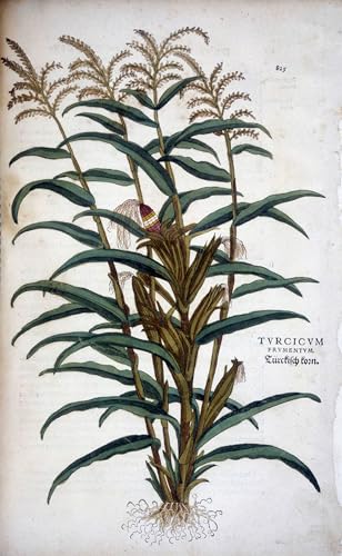 Tableau Leonhard Fuchs Turcicum Frumentum pour embellir un mur vide