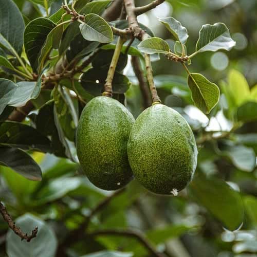 Mphmi Live Plants Nursery Garden Avocado, Butter Fruit Plant (Plant