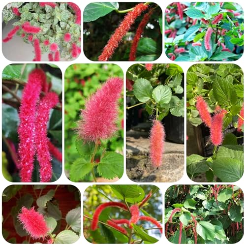 semillas de flores Acalypha hispida plantas de jardín semillas de plantas semillas de hierbas plantas perennes Plantas medicinales semillas de prados de flores, semillas jardín macetas 300pcs