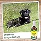 cdVet Naturprodukte cdVet insektoVet Spray (Kanister m. Hahn u. Flasche) 5 Liter- Hund - Katze - Schutz vor Flöhen, Insekten,Zecken,Milben u.v.m - Sofortschutz für alle Wirbeltiere - Parasitenbefall-