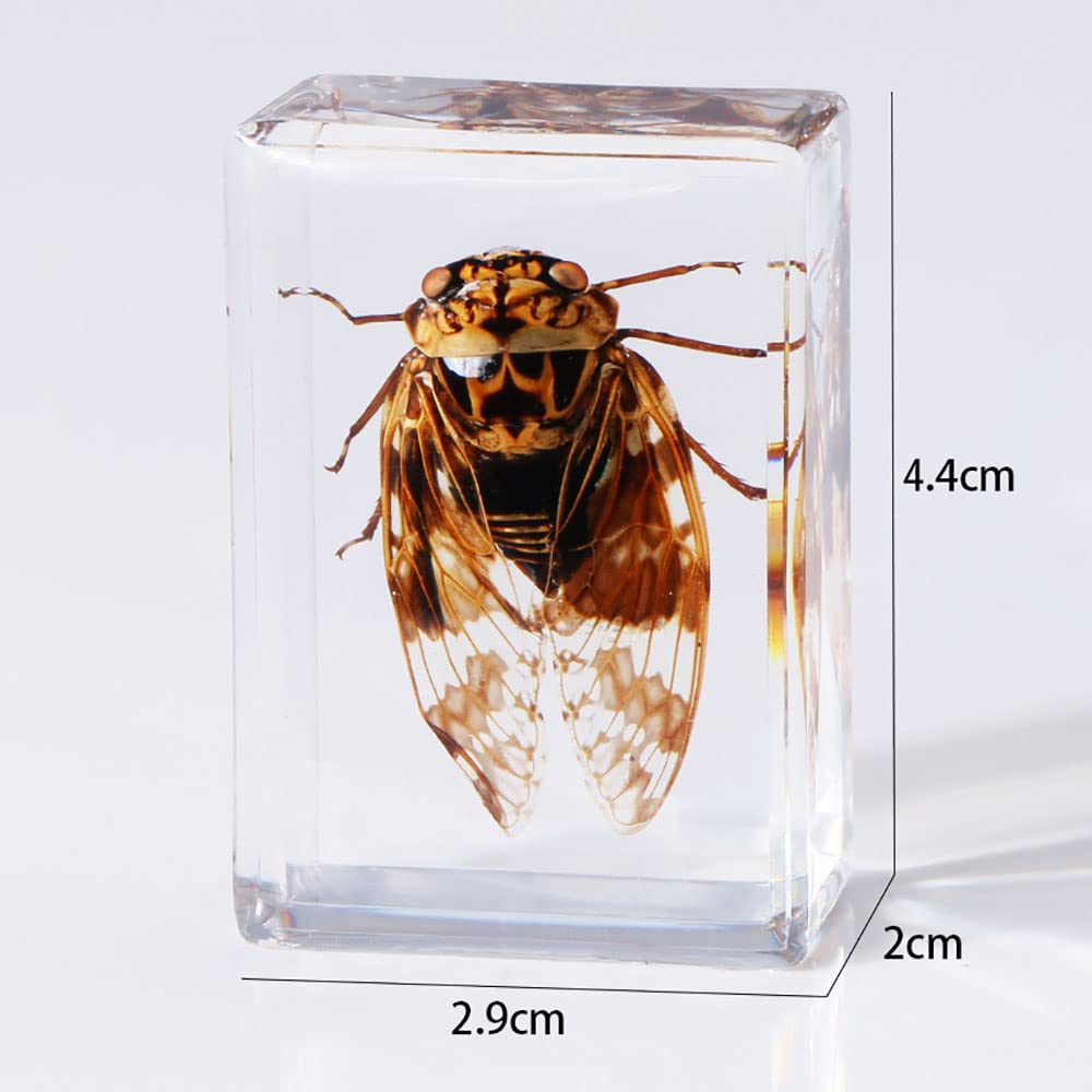 Insect Specimen In Resin Real Insect Taxidermy In Resin | Bugs In Clear ...
