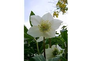 Hellebore Niger: A Touch of Enchantment for Your Garden