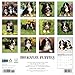 Bernese Mountain Puppies 2026 12 X 12 Wall Calendar