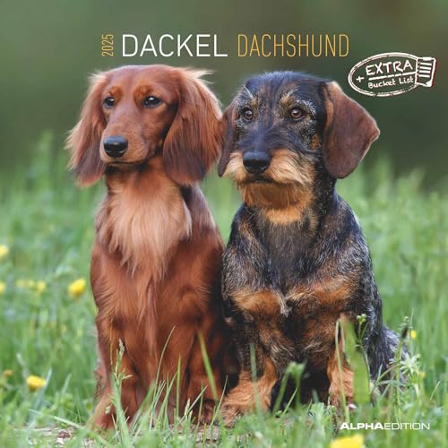 Longhaired Dachshund - Langhaardackel 2023 - 16-Monatskalender