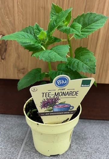 Monarda didyma BIO su vaso cm 12 in confezione da 2 piante