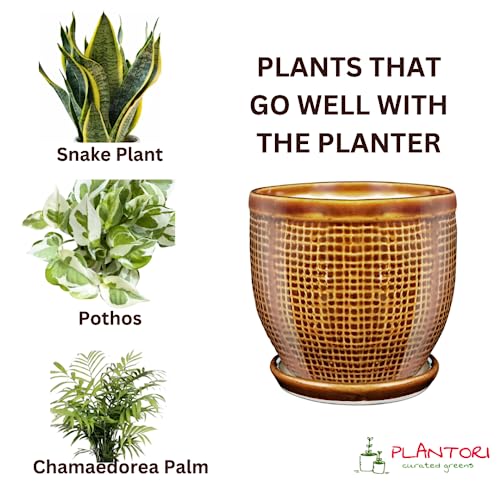 Image of Plant Pot with Tray /Plate for Small Plants, Bonsai, Succulents, Cactus | Planter for Living Room (Brown, 1 Flower Pot Ceramic)(5 inches Pot for Home Decoration)