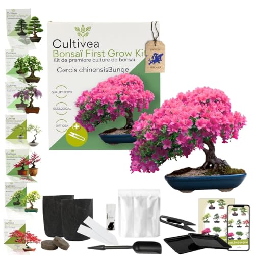 cultivea kit first bonsai – kit completo con semi, accessori e guida – bonsai da coltivare | idea regalo originale (cercis chinensisbunge)