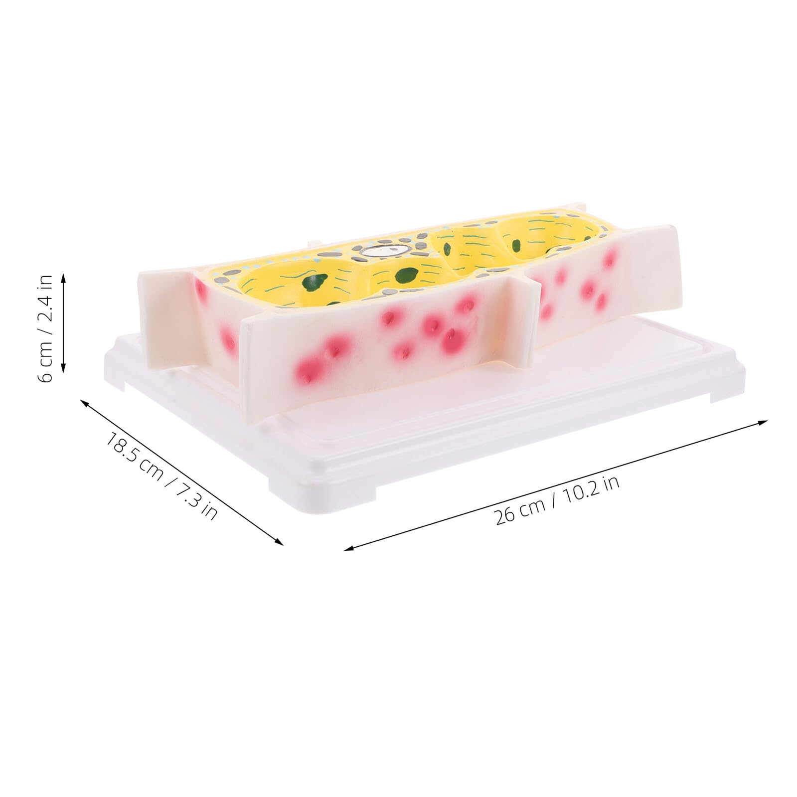 Modello Didattico di Cellula Vegetale Epidermica di Cipolla Modello Anatomico Ingrandito per Laboratorio di Biologia Strumento Educativo per Lezioni di Struttura Cellulare delle