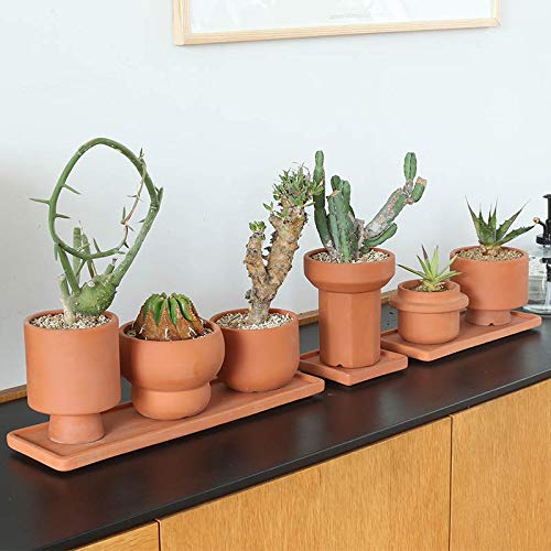 もちけん 　　TKS POT 5号浅鉢 マスタードイエロー&テラコッタ Amazon.co.jp: ダルトン テラコッタポット CALM G20-0235 【3~3.5号鉢