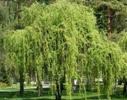 Salice piangente tortuoso "Salix babylonica tortuosa" pianta in vaso ø18 cm h 130/150 cm Vivaio di Castelletto