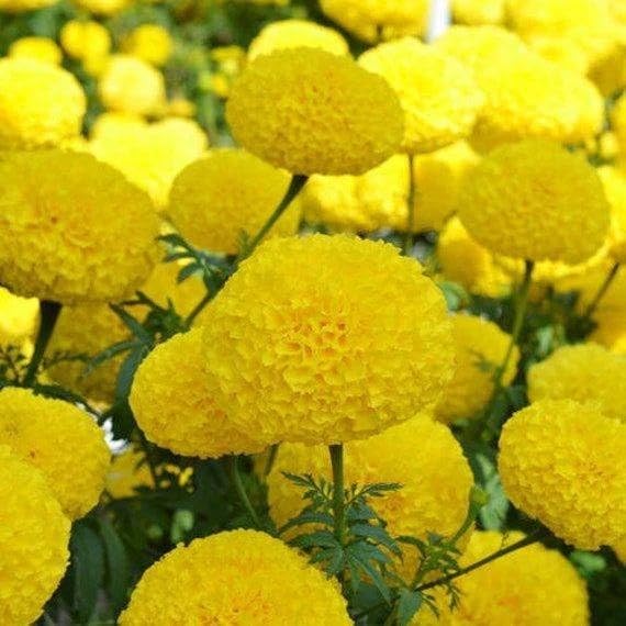 Image of Yellow Marigold Live Plant | African Marigold Gainda Phool Flowering Plant | Live Flower Plant for Home Garden Balcony Terrace Outdoor