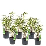 BILDET KEINE AUSLÄUFER - Die Pflanzen Bambus Fargesia Rufa benötigen keine Rhizomsperre. Zusätzlich filtern die grünen Blätter schlechte Luft