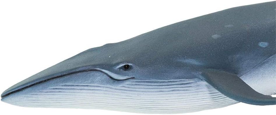Safari Ltd. Sei Whale Figurine - Realistic 7.75" Plastic Whale Figure - Educational Ocean Animal Toy for Boys, Girls and Kids Ages 3+