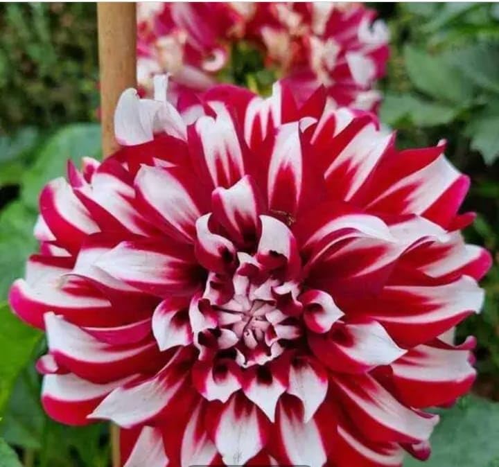 SVG® Imported Dahlia Flower Bulbs for Your Home and Gardening Pack of 2 Bulbs (red white mix)