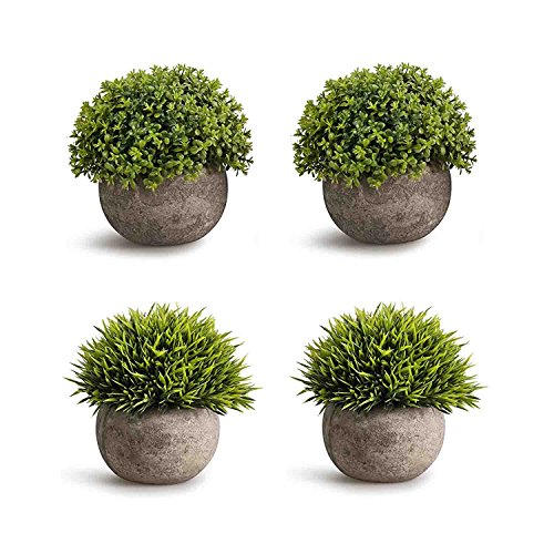 Best Topiary Shrubs