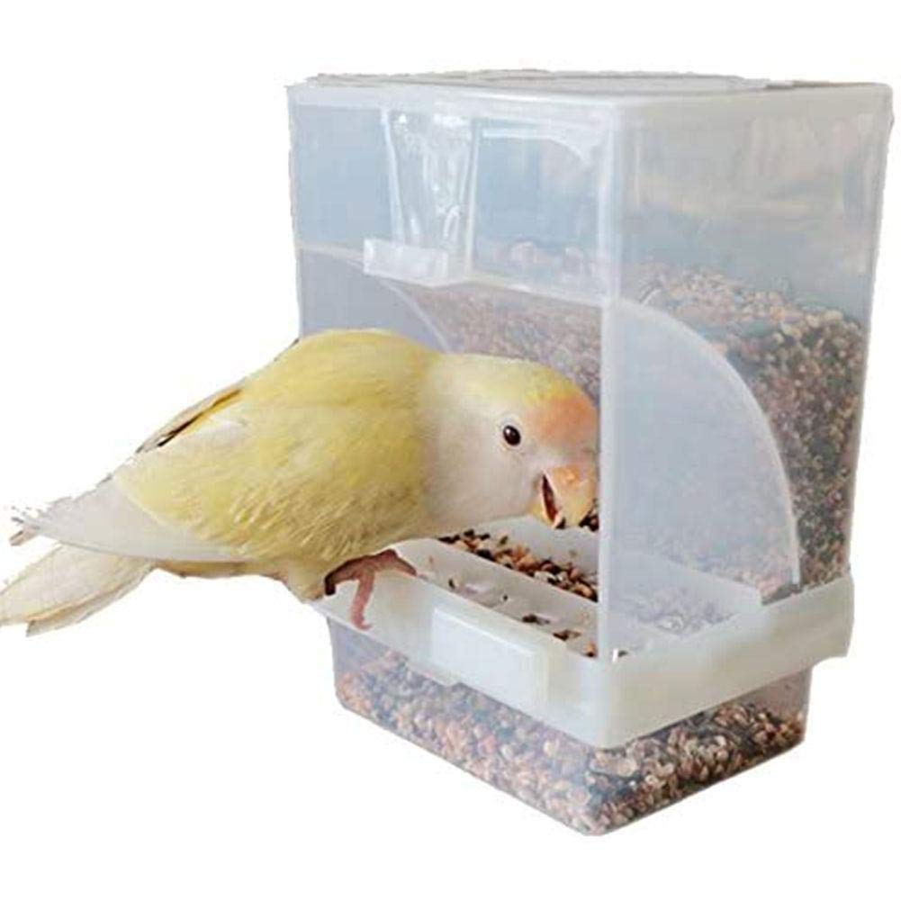 10 Best Parrotlet Bird Seed for Optimal Health and Nutrition