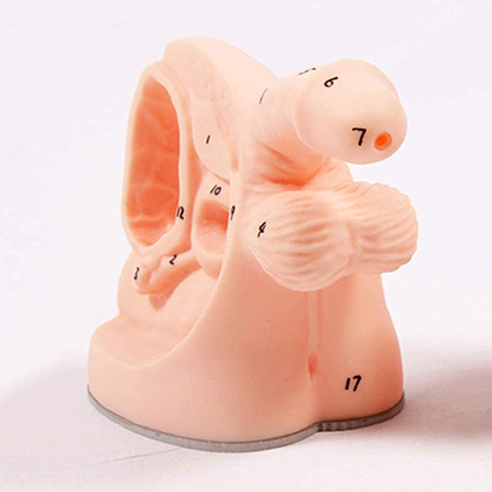 Homme Interne et Externe genitalia et cathétérisme modèle cathétérisme 21 * 11.5 * 15cm