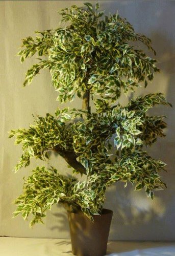 FICUS TORDU Cover