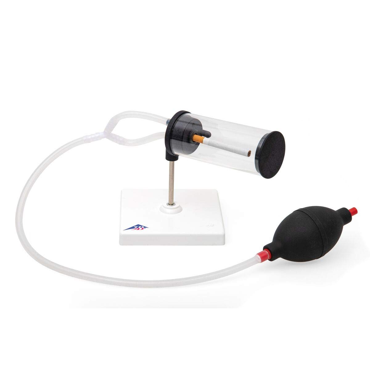 3B Scientific- Modelo de fumador 3en1
