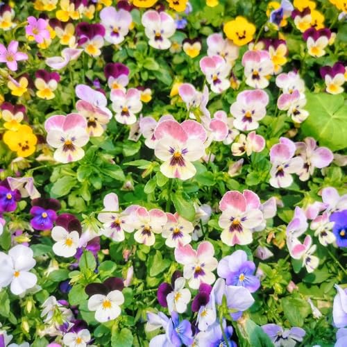 semi di viola del pensiero, Viola tricolore, di viola del pensiero resistenti per luoghi soleggiati rari semi di selvatici perenni 600pcs