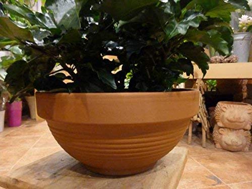 Amazon｜ハイビスカス 大株仕上げ アソート（ミックス系） 寄せ植え