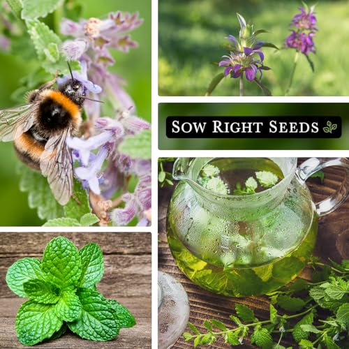 Sow Right Seeds - Mint Garden Seed Collection - Includes Common Mint, Catmint, Peppermint & More - Popular Non-GMO Heirloom Varieties for Planting Indoors or Outdoors - Herbal Teas, Drinks & Desserts - Image 5
