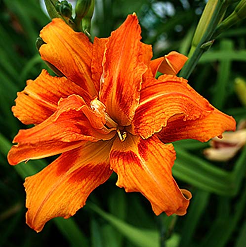 Day Lily Orange Flower Spreading Clumps Lily Bulbs Excellent Quality Flower Bulbs For all Season Grow Your Home Garden (Pack of 3 Bulbs) By plantogallery,LG-PLFB-417 (B08TQ4PQGK) Amazon Price History, Amazon Price Tracker