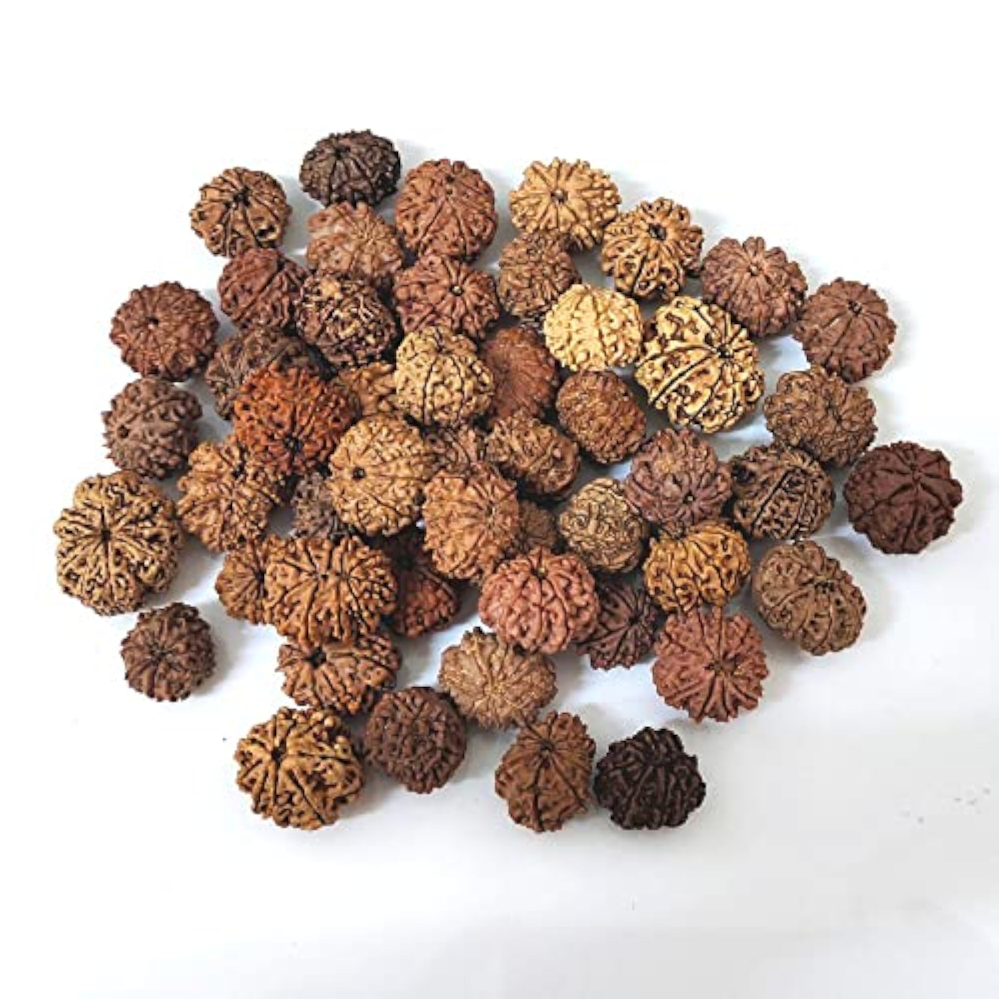 Natural 9 Mukhi Nepali Rudraksh, Spiritual Healing Seed