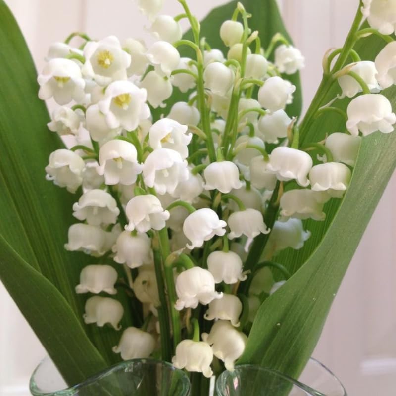 10 Lily of the Valley Bulbs, Fragrant Spring Flowers, Hardy Perennial Plant for Shade Gardens