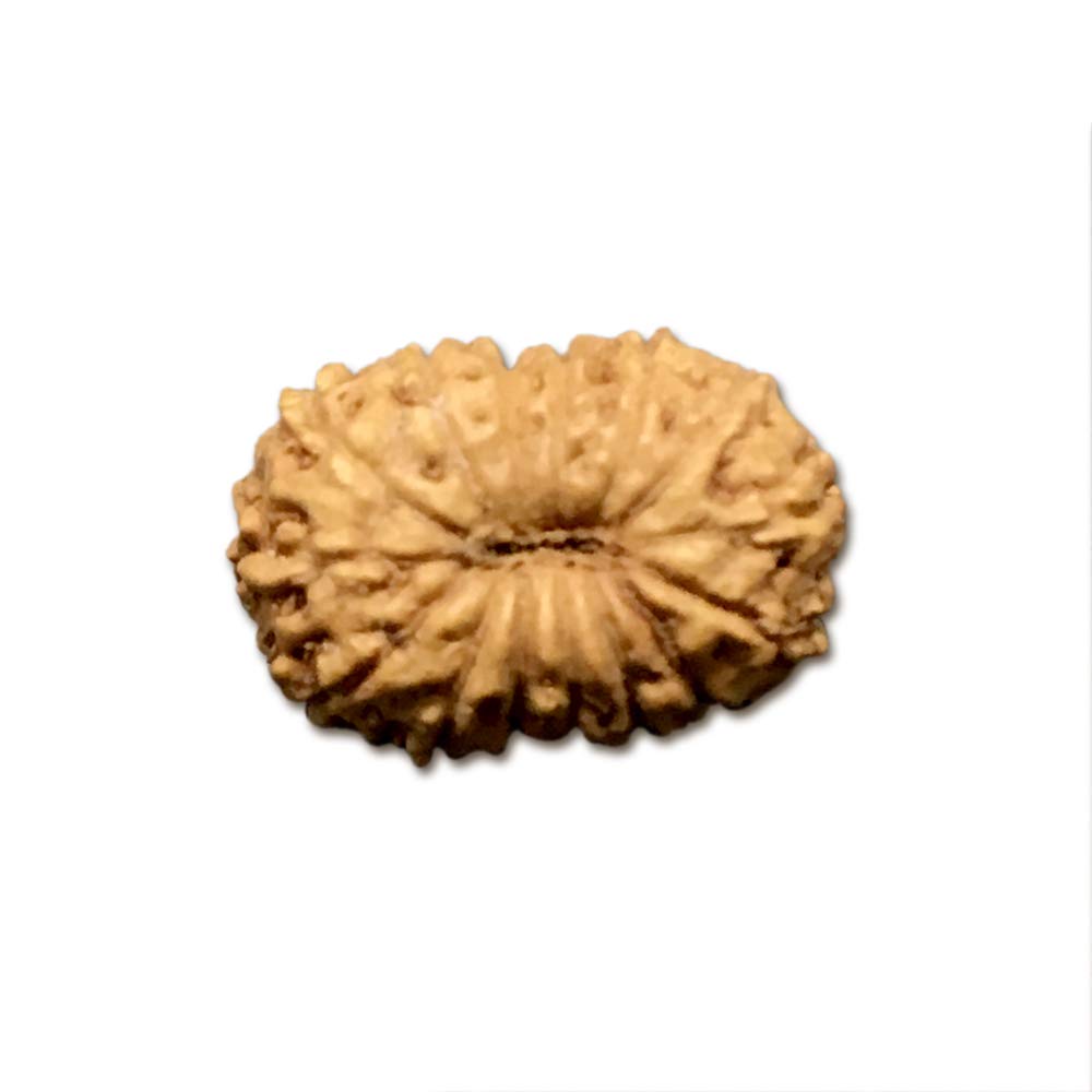 Rudraksha d'Indonésie lot de 15 petites graines de 8 à 10 mm pour création