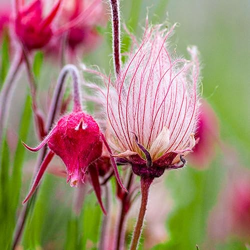 KVITER 100 Prairie Smoke Flower Seeds for Planting (Geum Triflorum) – Pink Blooms, Perennial Heirloom & Non GMO Prairie Smoke Plant Garden Seeds – Ideal for Rock Garden, Borders & Wildflower Displays