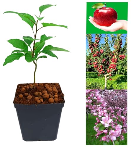 Fruit Trees,Quince,Grape,Apricot,Fig,Plum,Loquat,Hazelnut,Avocado,Lulo,Mango Tree(25-65cm) (Apple)