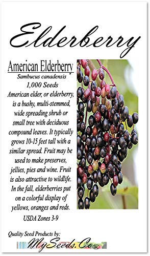Big Pack - (1,000) American Elderberry Seeds - Sambucus Canadensis - Non-Gmo Seeds By Myseeds.co (Big Pack - Elderberry) #TOP1
