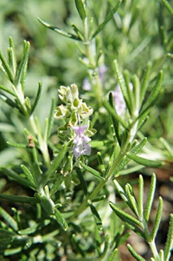 クリーピングローズ　アロマハーブ　根付き苗　3苗 クリーピングローズ アロマハーブ 根付き苗 3苗 クリーピング