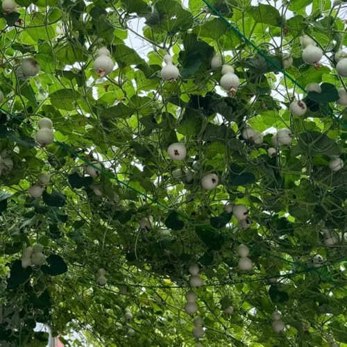 semillas de calabaza de botella - plantas perennes resistentes semillas calabaza plantas balcón resistentes Plantación hierbas jardín variedades antiguas sombra, al aire libre jardín 20pcs