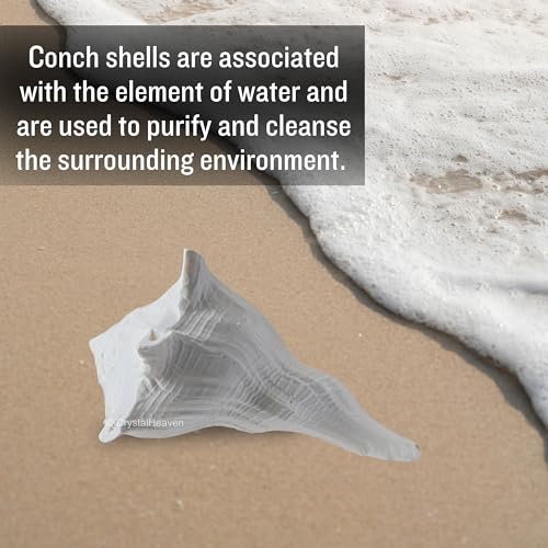 Image of Crystal Heaven Dakshinavarti Shankh Original - 3 to 4 inch inches Large Dakhinabarti Sankha for Puja Original Conch Shell - Natural Dakshinmukhi Shankh for Pooja, Meditation and Gifts