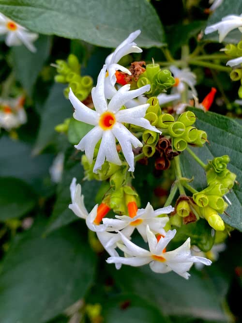 Raat Ki Rani (Parijaat Flower) Seed For Planting- 65 (B0BC6JFS5F) Amazon Price History, Amazon Price Tracker