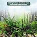 Hamiledyi 12Pcs Small Driftwood for Aquarium 4.1