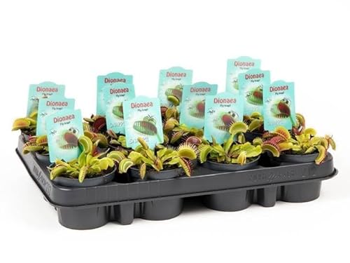 3 Piante di Dionaea Muscipula Vive, Pianta Carnivora su Vaso 9 cm