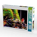 Puzzles sind unterhaltend, fördern Wohlbefinden und stimulieren beide Hälften des Gehirns. Das kann die mentale Leistungsfähigkeit sowie Konzentration und Gedächtnis fördern